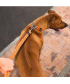 Rogz Utility Extra Large 1-Inch Reflective Lumberjack Obedience Half-Check Dog Collar, Orange