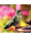 Audubon Park 1661 Hummingbird Food Nectar Powder, Contains (3) 3-Ounce Packets
