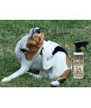 Banixx Pet Care 8oz for Ear Infections, Hot Spots, Itchy Dry Skin, Ringworm, Yeast Infections. Safe Around The Eye.