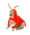 Casual Canine Lobster Paws Dog Costume, XX-Large (fits lengths up to 30"), Red-Orange