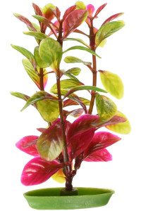 Marina Aquascaper Red Ludwigia Plant, 5-Inch