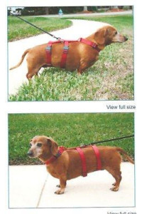 Harness For Dachshunds & Small Breeds. Cats Too