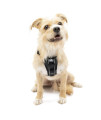 Kurgo Dog Harness Pet Walking Harness Extra Small Black No Pull Harness Front clip Feature for Training Included car Seat Belt Tru-Fit Quick Release Style