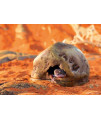 Exo Terra Gecko Cave for Reptiles and Amphibians, Reptile Hideout, Medium, PT2865