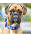 Training Blue Color Coded L-Xl Semi-Choke Dog Collar (Do Not Disturb) Prevents Accidents By Warning Others Of Your Dog In Advance