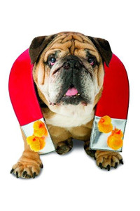Rasta Imposta Chick Magnet Dog Costume, Medium/Large