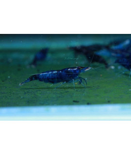 Dream Blue Velvet Shrimp Live Freshwater Aquarium Shrimp - 14 to 1 inch Long (5 Shrimp)