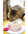 Necoichi Raised Stress Free Cat Water Bowl (Jelly Bean, Regular)