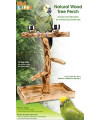 Penn-Plax Wood Bird Perch with 2 Stainless Steel Feeding Cups and Drop Tray for Large Birds - 19 Inch Height