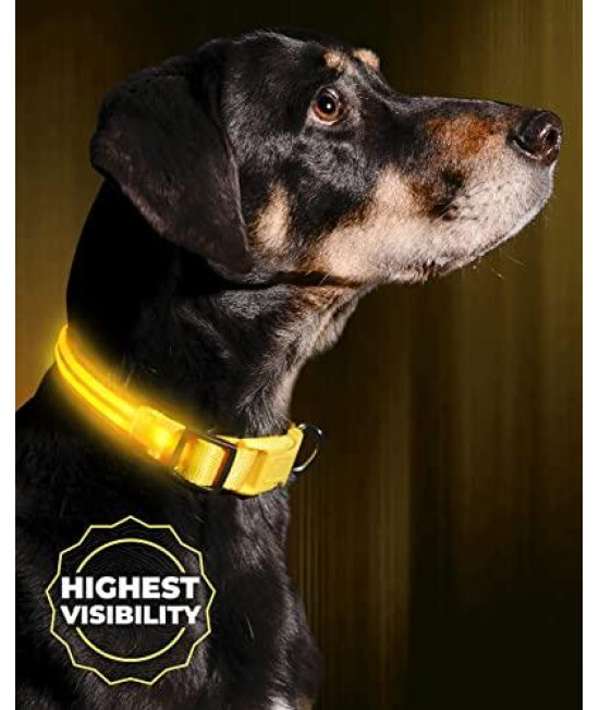 Illumiseen LED Light Up Dog collar - Bright & High Visibility Lighted glow collar for Pet Night Walking - USB Rechargeable - Weatherproof, in 6 colors