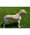 Downtown Pet Supply Dog Prong Pinch Chrome-Plated Training Collar, Medium