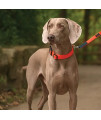 Ultrahund, Dog Lead Boss Regular Strong Durable Waterproof, 5/8 Wide, 6 ft Long, Blue