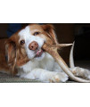Deer Antlers for Dogs, Premium, Grade A, Deer Antler Dog Chew, Long Lasting Dog Treat for Your Pet. from The USA (Large 6 +)