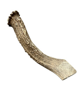 Deer Antlers for Dogs - Premium grade A, Naturally Shed Antlers Long Lasting Dog Bones for Aggressive chewers & Teething Puppies chew Toys for All Breeds USA Made (XL: 8-10, 1-Pack)