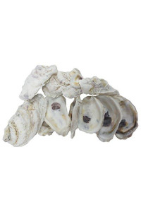 U.S. Shell, Oyster Shells, 4 to 5 inches, 3.75-5