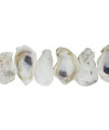 U.S. Shell, Oyster Shells, 4 to 5 inches, 3.75-5