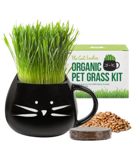 The cat Ladies Organic cat grass growing kit with Seed Mix, Soil and Black cat Planter Natural Hairball control and Digestion Remedy for cats