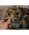 Meowijuana | King Size Catnip Joints | Organic | Dried Premium Ground Catnip | High Potency | Grown in The USA | Feline and Cat Lover Approved