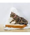 Gefryco Cat Beds for Indoor Cats, Pet Mats Cushion for Cat and Small Dogs Creative Toast Bread Slice Mattress (Sponge Core)
