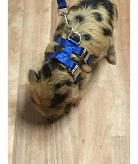 Adjustable Hog (PIG) Harness Metal Front And Back Buckle Easy Fit Mini To Oh MY (XL 31 to 47", Blue)