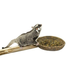 Coconut Cup with Perch - Natural Wooden Mounted Food & Treat Bowl Cage Accessory Climbing Perch - Sugar Gliders, Parrots, Marmosets, Degus, Squirrels, Rats, Mice, Birds, & Other Small Pets