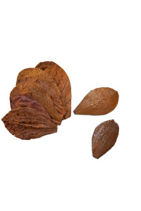 Sungrow Betta Leaves, 2A, 50 Pcs Beneficial Mini Catappa Indian Almond Leaves For Overall Development In Fish Tank Aquarium, Water Conditioner Leaves Lower Ph