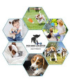 Buibiiu Dog/Puppy Teething Toys, Assorted Chew Toys, 6 Ct