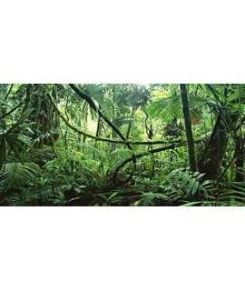 BNS Reptile Habitat Terrarium Background DEEP in The Jungle - Various Sizes (12x36)