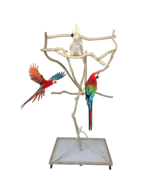 Exoticdad Parrot Stand - Reptile Birds Perches For Parrots - Wood Perches Stand For Parrot - Uniquely Sanded ,Custom Made Designed For Parrots, Cockatoo, Parakeets- 2ft x 3ft Base and 5.5-6ft Height