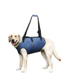 Coodeo Dog Lift Harness, Pet Support & Rehabilitation Sling Lift Adjustable Padded Breathable Straps for Old, Disabled, Joint Injuries, Arthritis, Loss of Stability Dogs Walk (Blue, 2XL)