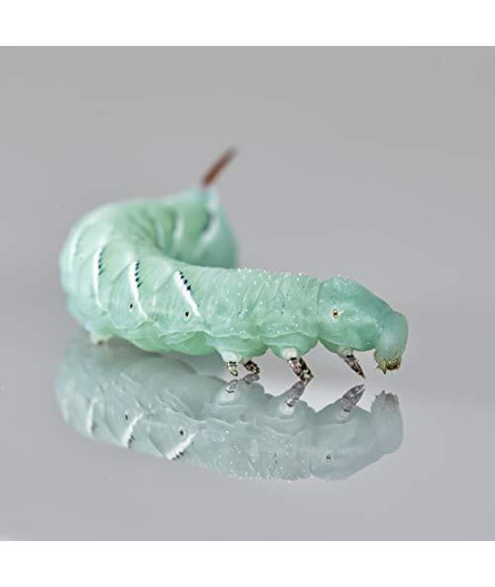 DBDPet Premium 40-55 Live Hornworms (2 Cups of 20-30ct) - Food for Bearded Dragons, Leopard Geckos, Frogs, Chameleons, Tegus, and Other Reptiles!