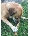 K9 Connoisseur Single Ingredient Dog Bones Made In USA From Grass Fed Cattle 8 To 10 Inch Long All Natural Meaty Rib Marrow Filled Bone Chew Treat Best For Medium Breed Dogs Best Upto 50 Pound 16 Pack