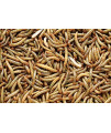 DBDPet Organically Grown Premium 3/4-1" Large Live Mealworms for Reptiles, Leopard Geckos, Small Geckos, Chickens, Fishing, Wild Blue Birds, Wild Birds - Includes a Caresheet (1,100)