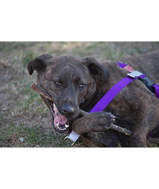 Walk Your Dog With Love No-Choke No-Pull Front-Leading Dog Harnesses - Sportso Doggo Edition-Amethyst Purple-12-23 lbs (5-10 kg)