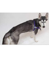Walk Your Dog With Love No-Choke No-Pull Front-Leading Dog Harnesses - Original Edition-Deep Purple-110-250 lbs (50-113 kg)