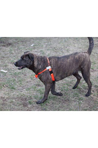 Walk Your Dog With Love No-Choke No-Pull Front-Leading Dog Harnesses - Sportso Doggo Edition-Hunter Orange-25-65 lbs (11-29 kg)