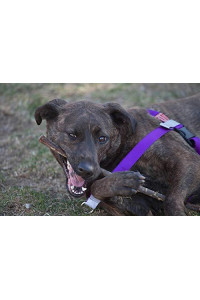 Walk Your Dog With Love No-Choke No-Pull Front-Leading Dog Harnesses - Sportso Doggo Edition-Amethyst Purple-6-11 lbs (3-5 kg)