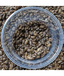 DBDPet Premium Live Dubia Roaches 1,001ct Small (0.25-0.375") - Bearded Dragon, Leopard Gecko, Phelsuma, Chameleon, and Other Small Reptile Food - Includes a Caresheet