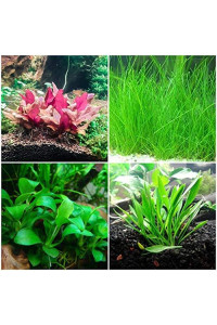 Tissue Culture Cup Bundle | Foreground Aquarium Plants - Anubias, Crypt Parva, Alternanthera Reineckii, Dwarf Hairgrass - Snail and Parasite Free Guaranteed