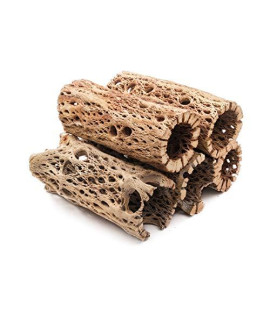 My Pet Patrol 3 to 48 Inch All Natural Teddy Bear Cholla Wood Extra Hollow Large Untreated Organic Aquarium Driftwood Decoration Chew Toy Shrimp Crab Multi-Quantity (5 Pieces, 6 inch)