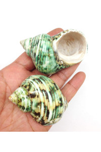 Pepperlonely 3 Pc Natural Large Hermit Crab Shells, Green Turbo, 2 Inch 2-12 Inch