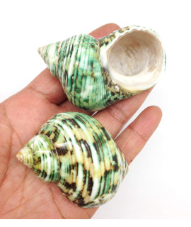 Pepperlonely 3 Pc Natural Large Hermit Crab Shells, Green Turbo, 2 Inch 2-12 Inch