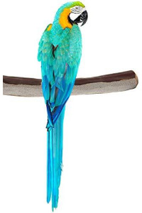 Sweet Feet and Beak Superoost Manzanita Pumice Pedicure Perch- Easy to Install Bird Cage Accessories for Healthy Feet, Nails and Beak - Natural Bird Perches Imitates Birds' Life in The Wild - XL 14"
