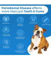 BestLife4Pets Oral Health Dental Care Supplement for Dogs - Plaque Tartar Remover Stomatitis & Gingivitis Control - Anti-Inflammatory Tooth and Gums Pain Relief - Easy to Use Natural Pills (450 ct)