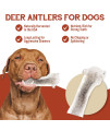 Elk Antlers for Dogs - Grade A, Naturally Shed Antlers | Long Lasting Dog Bones for Aggressive Chewers & Teething Puppies | All Breeds Chew Toy USA Made & Veteran Owned | X-Large: 8+ Split Elk 1-Pack