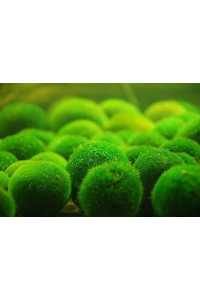 Marimo Moss Balls 1-1.5 inch Cladophora Live Plant Aquarium in USA (20 Balls)