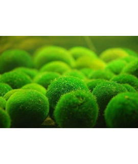 Marimo Moss Balls 1-1.5 inch Cladophora Live Plant Aquarium in USA (20 Balls)