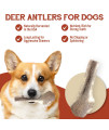 Elk Antlers for Dogs - Grade A, Naturally Shed Antlers | Long Lasting Dog Bones for Aggressive Chewers & Teething Puppies | All Breeds Chew Toy USA Made & Veteran Owned | Medium: 5-6 Split Elk 1-Pack