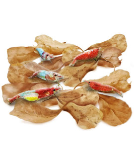 Sungrow 50 Pcs Mini catappa Indian Almond Leaves for Shrimp Aquariums, Lowers Your Tanks pH and Pet Stress, creates Better Environment, Unique Practical Decor
