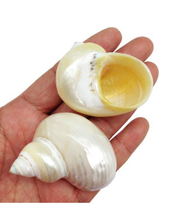 Pepperlonely 2 Pc Natural Large Hermit Crab Shells, Banded Green Turbo, 2 Inch 3 Inch